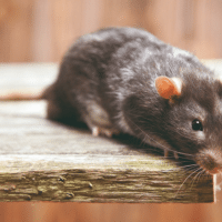 Souris