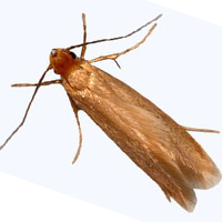 Mite