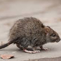 Rat